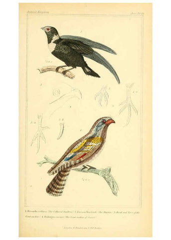Reproducción/Reproduction 6025628263: The animal kingdom, arranged according to its organization, serving as a foundation for the natural history of animals. v.1 plates. London :G. Henderson,1834-1837