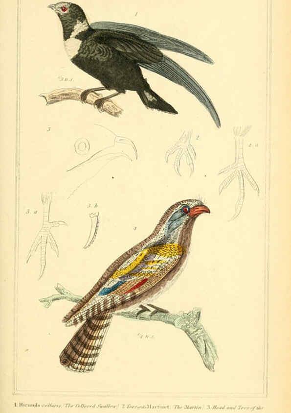 Reproducción/Reproduction 6025628263: The animal kingdom, arranged according to its organization, serving as a foundation for the natural history of animals. v.1 plates. London :G. Henderson,1834-1837