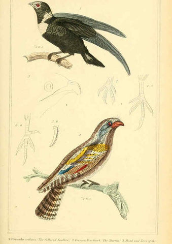 Reproducción/Reproduction 6025628263: The animal kingdom, arranged according to its organization, serving as a foundation for the natural history of animals. v.1 plates. London :G. Henderson,1834-1837