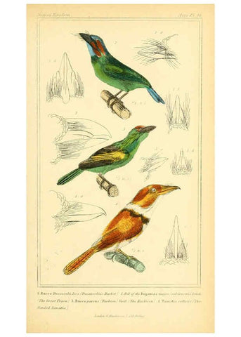 Reproducción/Reproduction 6026184556: The animal kingdom, arranged according to its organization, serving as a foundation for the natural history of animals. v.1 plates. London :G. Henderson,1834-1837
