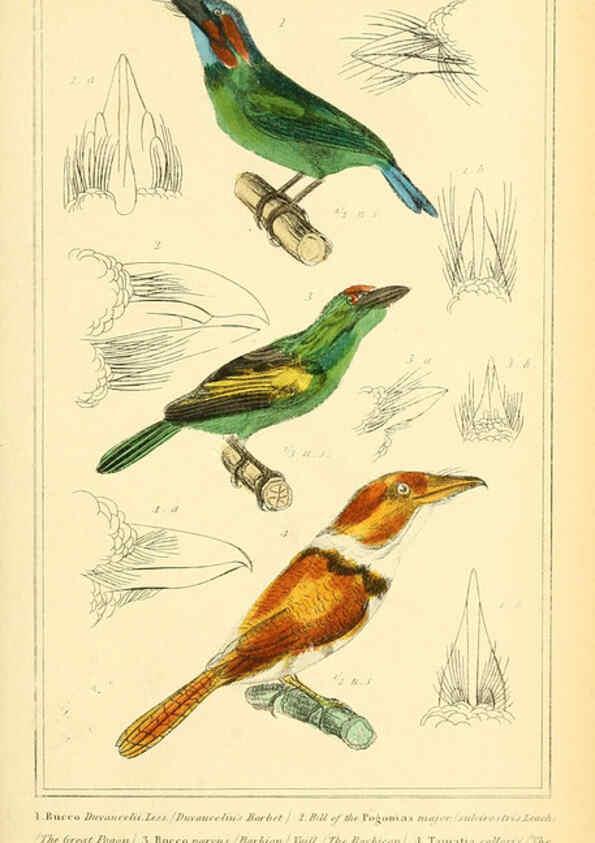 Reproducción/Reproduction 6026184556: The animal kingdom, arranged according to its organization, serving as a foundation for the natural history of animals. v.1 plates. London :G. Henderson,1834-1837