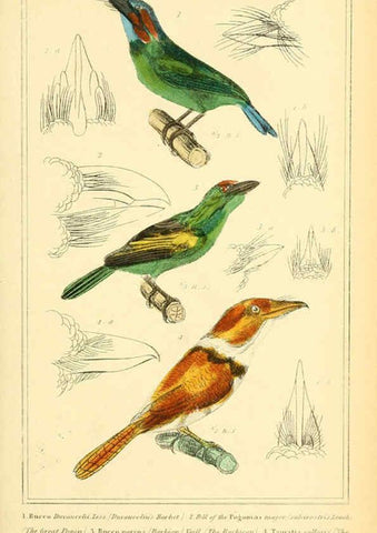 Reproducción/Reproduction 6026184556: The animal kingdom, arranged according to its organization, serving as a foundation for the natural history of animals. v.1 plates. London :G. Henderson,1834-1837