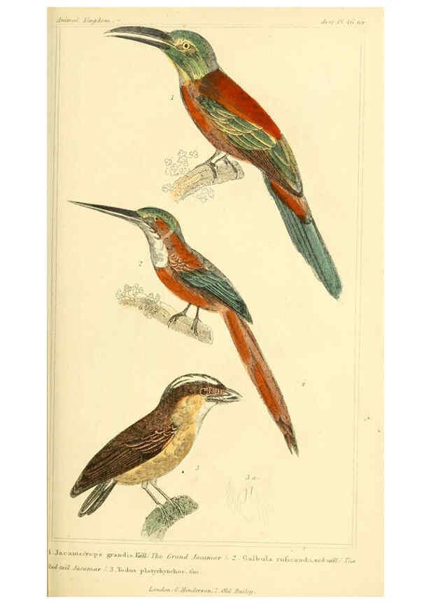Reproducción/Reproduction 6026184854: The animal kingdom, arranged according to its organization, serving as a foundation for the natural history of animals. v.1 plates. London :G. Henderson,1834-1837
