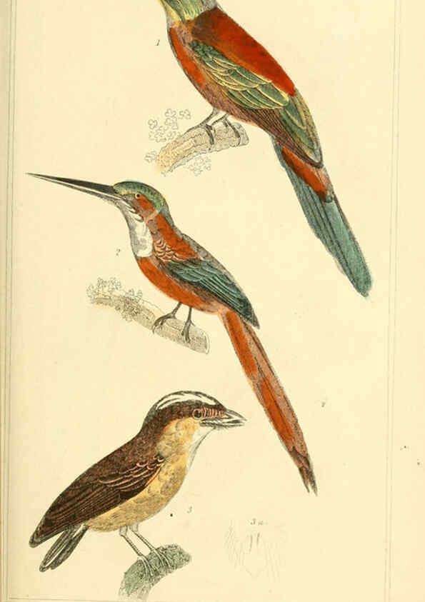Reproducción/Reproduction 6026184854: The animal kingdom, arranged according to its organization, serving as a foundation for the natural history of animals. v.1 plates. London :G. Henderson,1834-1837