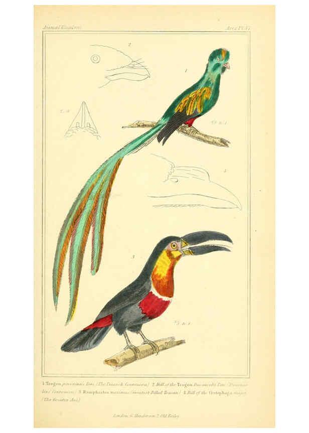 Reproducción/Reproduction 6026185462: The animal kingdom, arranged according to its organization, serving as a foundation for the natural history of animals. v.1 plates. London :G. Henderson,1834-1837