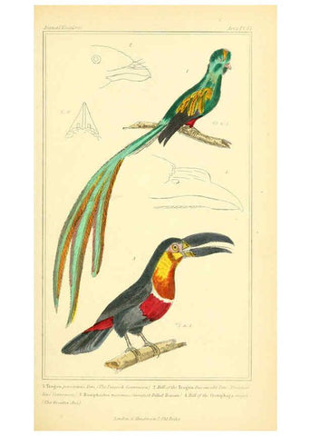Reproducción/Reproduction 6026185462: The animal kingdom, arranged according to its organization, serving as a foundation for the natural history of animals. v.1 plates. London :G. Henderson,1834-1837