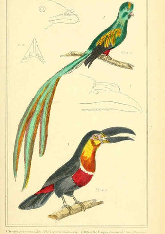 Reproducción/Reproduction 6026185462: The animal kingdom, arranged according to its organization, serving as a foundation for the natural history of animals. v.1 plates. London :G. Henderson,1834-1837
