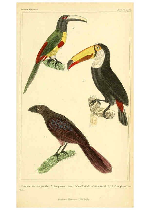 Reproducción/Reproduction 6026185690: The animal kingdom, arranged according to its organization, serving as a foundation for the natural history of animals. v.1 plates. London :G. Henderson,1834-1837