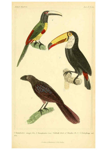 Reproducción/Reproduction 6026185690: The animal kingdom, arranged according to its organization, serving as a foundation for the natural history of animals. v.1 plates. London :G. Henderson,1834-1837