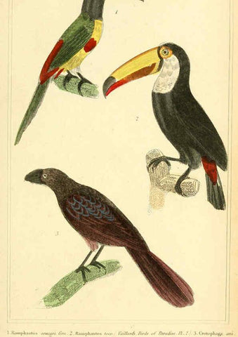 Reproducción/Reproduction 6026185690: The animal kingdom, arranged according to its organization, serving as a foundation for the natural history of animals. v.1 plates. London :G. Henderson,1834-1837