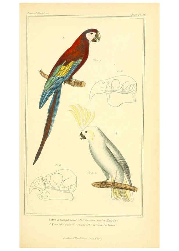 Reproducción/Reproduction 6025629999: The animal kingdom, arranged according to its organization, serving as a foundation for the natural history of animals. v.1 plates. London :G. Henderson,1834-1837
