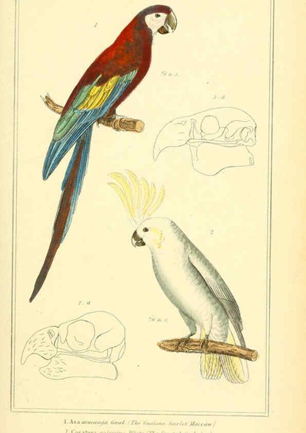 Reproducción/Reproduction 6025629999: The animal kingdom, arranged according to its organization, serving as a foundation for the natural history of animals. v.1 plates. London :G. Henderson,1834-1837