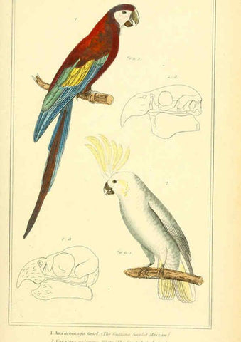 Reproducción/Reproduction 6025629999: The animal kingdom, arranged according to its organization, serving as a foundation for the natural history of animals. v.1 plates. London :G. Henderson,1834-1837