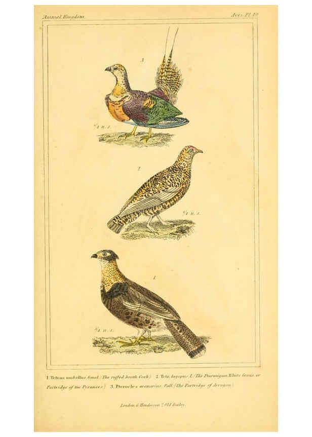 Reproducción/Reproduction 6025630367: The animal kingdom, arranged according to its organization, serving as a foundation for the natural history of animals. v.1 plates. London :G. Henderson,1834-1837