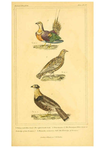 Reproducción/Reproduction 6025630367: The animal kingdom, arranged according to its organization, serving as a foundation for the natural history of animals. v.1 plates. London :G. Henderson,1834-1837