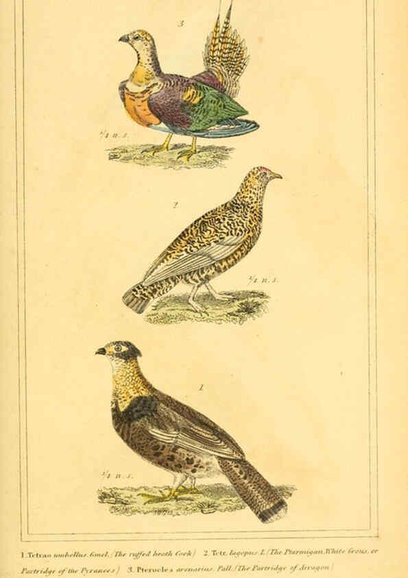 Reproducción/Reproduction 6025630367: The animal kingdom, arranged according to its organization, serving as a foundation for the natural history of animals. v.1 plates. London :G. Henderson,1834-1837