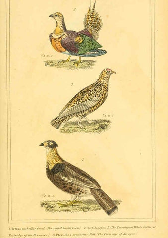 Reproducción/Reproduction 6025630367: The animal kingdom, arranged according to its organization, serving as a foundation for the natural history of animals. v.1 plates. London :G. Henderson,1834-1837