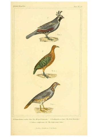 Reproducción/Reproduction 6025630739: The animal kingdom, arranged according to its organization, serving as a foundation for the natural history of animals. v.1 plates. London :G. Henderson,1834-1837