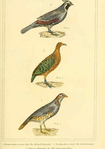 Reproducción/Reproduction 6025630739: The animal kingdom, arranged according to its organization, serving as a foundation for the natural history of animals. v.1 plates. London :G. Henderson,1834-1837