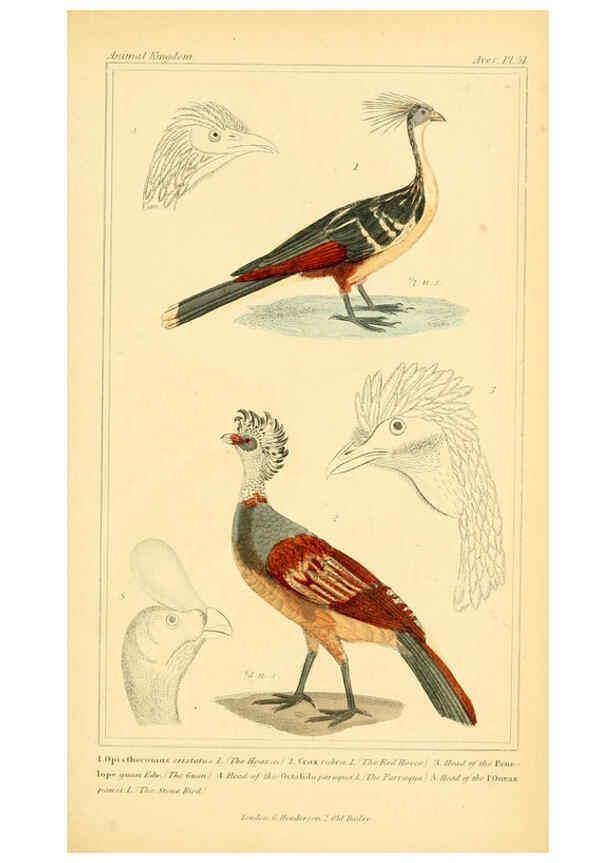 Reproducción/Reproduction 6026187374: The animal kingdom, arranged according to its organization, serving as a foundation for the natural history of animals. v.1 plates. London :G. Henderson,1834-1837