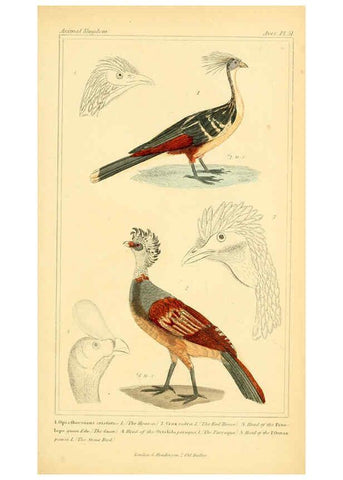 Reproducción/Reproduction 6026187374: The animal kingdom, arranged according to its organization, serving as a foundation for the natural history of animals. v.1 plates. London :G. Henderson,1834-1837
