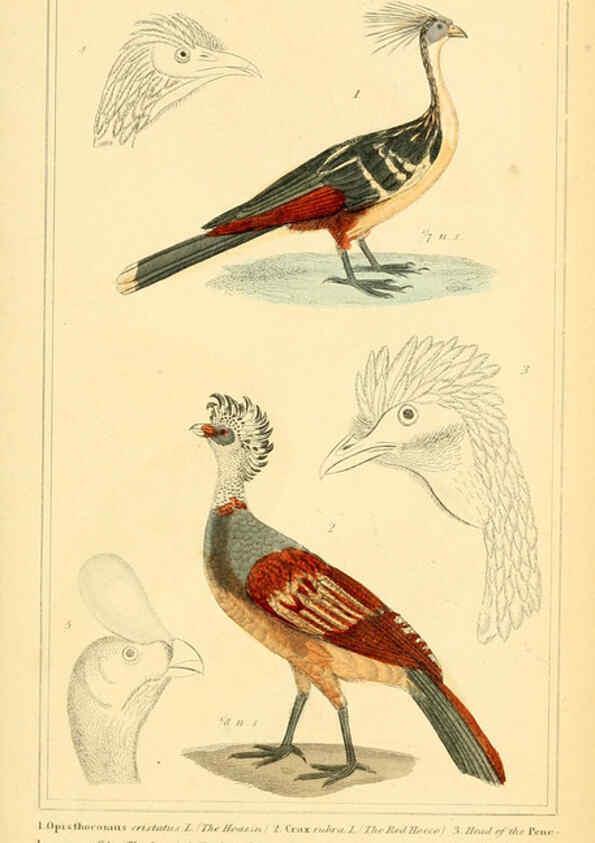 Reproducción/Reproduction 6026187374: The animal kingdom, arranged according to its organization, serving as a foundation for the natural history of animals. v.1 plates. London :G. Henderson,1834-1837