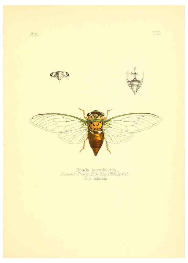 Reproducción/Reproduction 6025840251: Aid to the identification of insects. v.1. London :E.W. Janson,1880-90