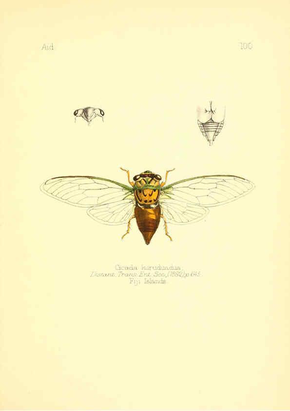 Reproducción/Reproduction 6025840251: Aid to the identification of insects. v.1. London :E.W. Janson,1880-90