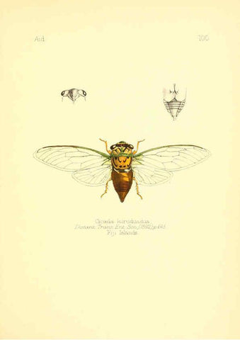 Reproducción/Reproduction 6025840251: Aid to the identification of insects. v.1. London :E.W. Janson,1880-90