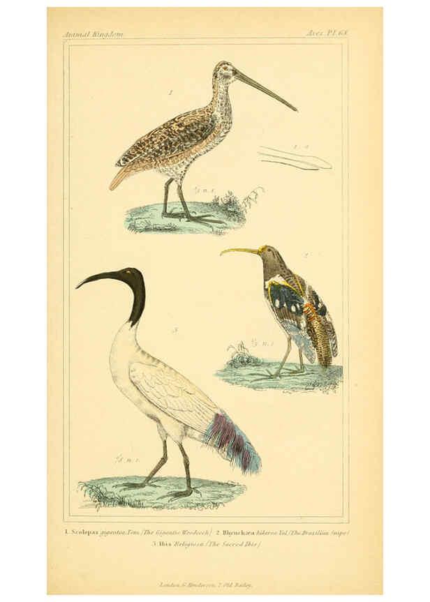 Reproducción/Reproduction 6026194150: The animal kingdom, arranged according to its organization, serving as a foundation for the natural history of animals. v.1 plates. London :G. Henderson,1834-1837