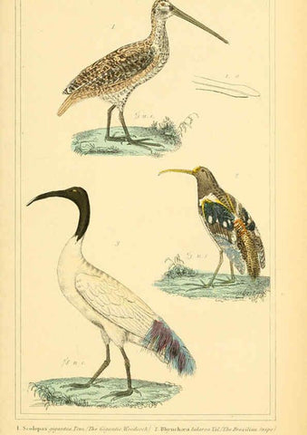 Reproducción/Reproduction 6026194150: The animal kingdom, arranged according to its organization, serving as a foundation for the natural history of animals. v.1 plates. London :G. Henderson,1834-1837