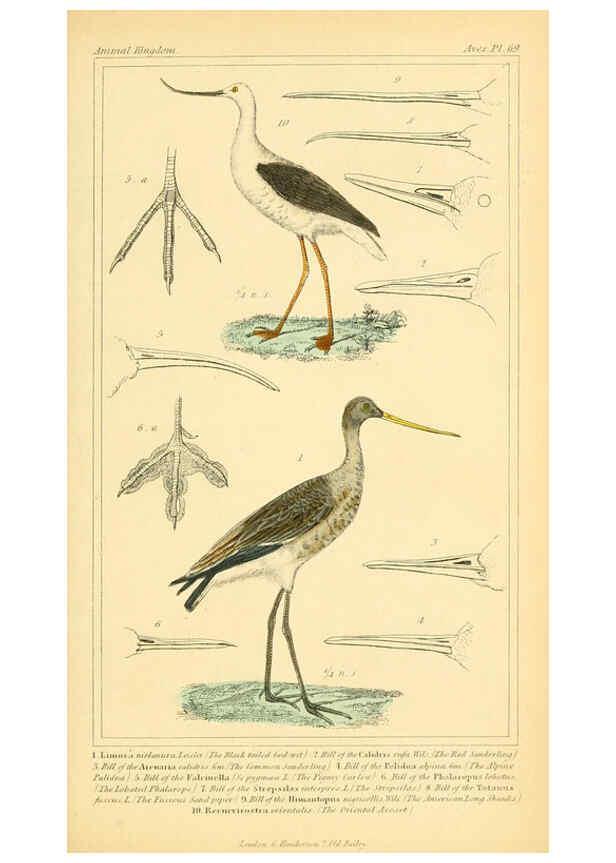 Reproducción/Reproduction 6026194732: The animal kingdom, arranged according to its organization, serving as a foundation for the natural history of animals. v.1 plates. London :G. Henderson,1834-1837