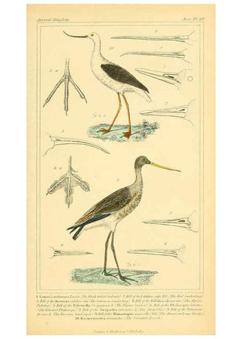 Reproducción/Reproduction 6026194732: The animal kingdom, arranged according to its organization, serving as a foundation for the natural history of animals. v.1 plates. London :G. Henderson,1834-1837