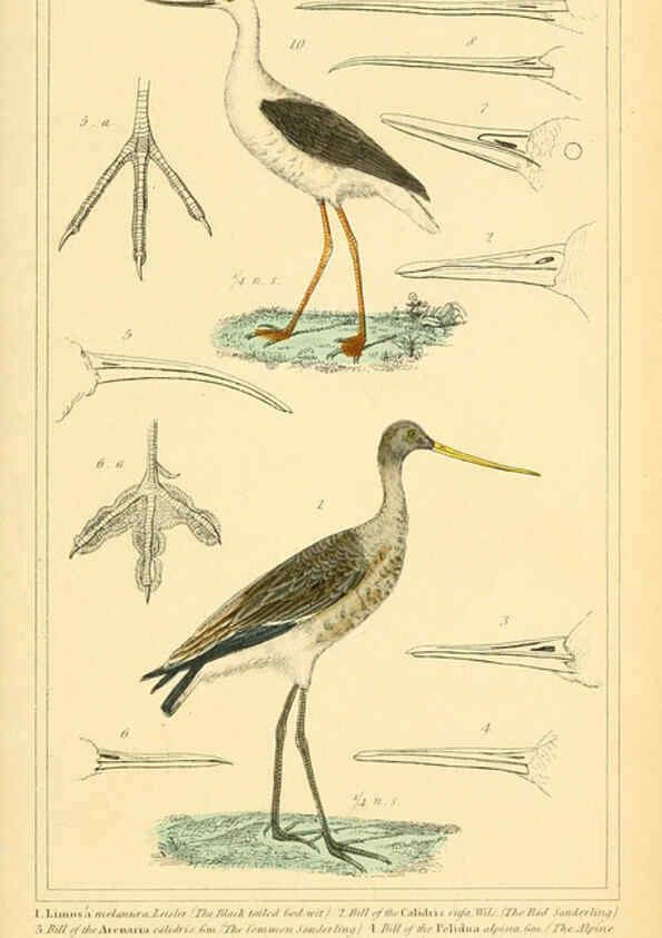 Reproducción/Reproduction 6026194732: The animal kingdom, arranged according to its organization, serving as a foundation for the natural history of animals. v.1 plates. London :G. Henderson,1834-1837