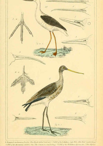Reproducción/Reproduction 6026194732: The animal kingdom, arranged according to its organization, serving as a foundation for the natural history of animals. v.1 plates. London :G. Henderson,1834-1837