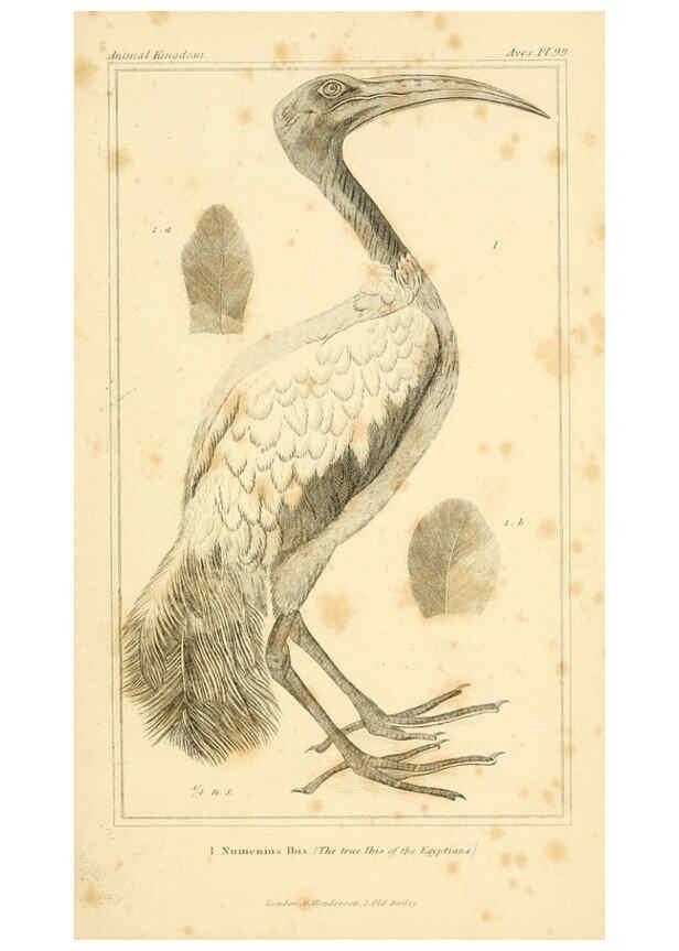 Reproducción/Reproduction 6026201524: The animal kingdom, arranged according to its organization, serving as a foundation for the natural history of animals. v.1 plates. London :G. Henderson,1834-1837