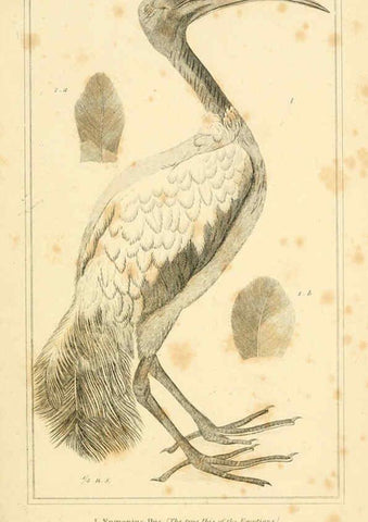 Reproducción/Reproduction 6026201524: The animal kingdom, arranged according to its organization, serving as a foundation for the natural history of animals. v.1 plates. London :G. Henderson,1834-1837