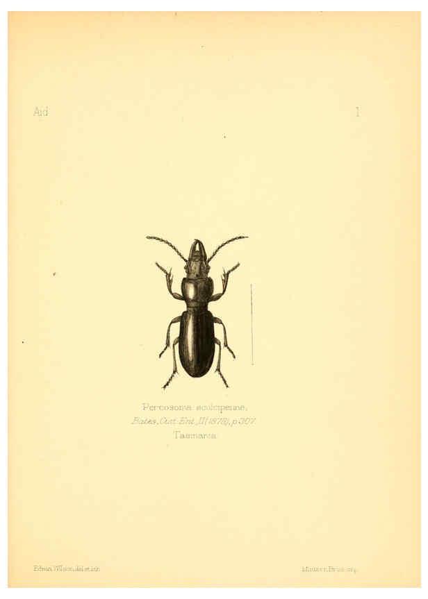 Reproducción/Reproduction 6026366568: Aid to the identification of insects. v.1. London :E.W. Janson,1880-90