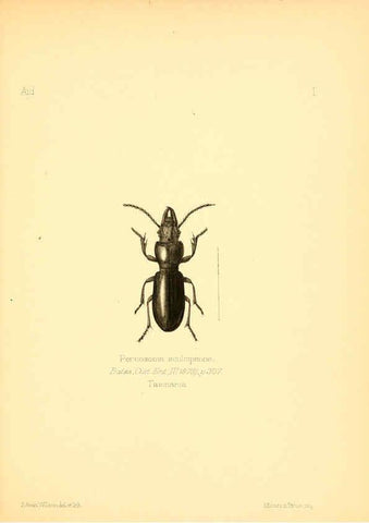Reproducción/Reproduction 6026366568: Aid to the identification of insects. v.1. London :E.W. Janson,1880-90