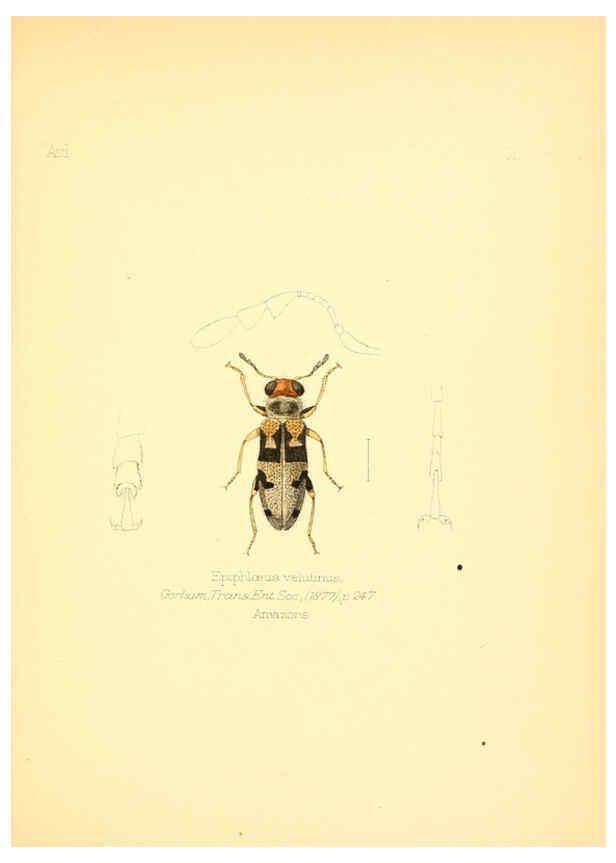 Reproducción/Reproduction 6025811277: Aid to the identification of insects. v.1. London :E.W. Janson,1880-90