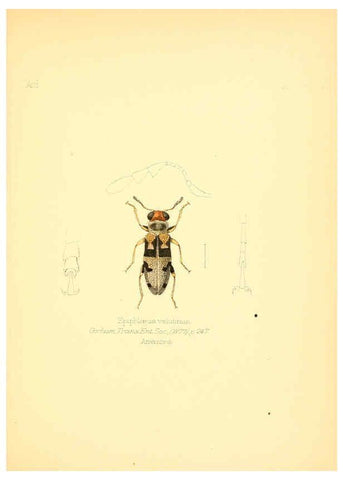 Reproducción/Reproduction 6025811277: Aid to the identification of insects. v.1. London :E.W. Janson,1880-90