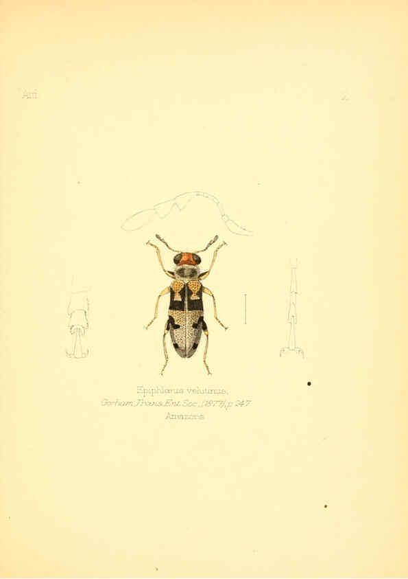Reproducción/Reproduction 6025811277: Aid to the identification of insects. v.1. London :E.W. Janson,1880-90
