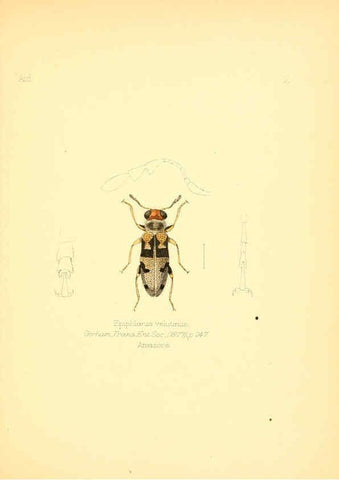 Reproducción/Reproduction 6025811277: Aid to the identification of insects. v.1. London :E.W. Janson,1880-90