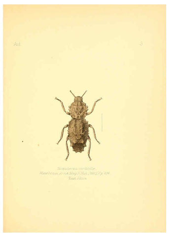 Reproducción/Reproduction 6025812089: Aid to the identification of insects. v.1. London :E.W. Janson,1880-90