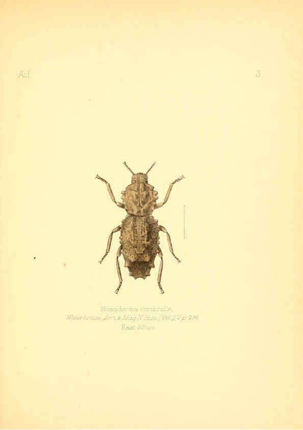Reproducción/Reproduction 6025812089: Aid to the identification of insects. v.1. London :E.W. Janson,1880-90