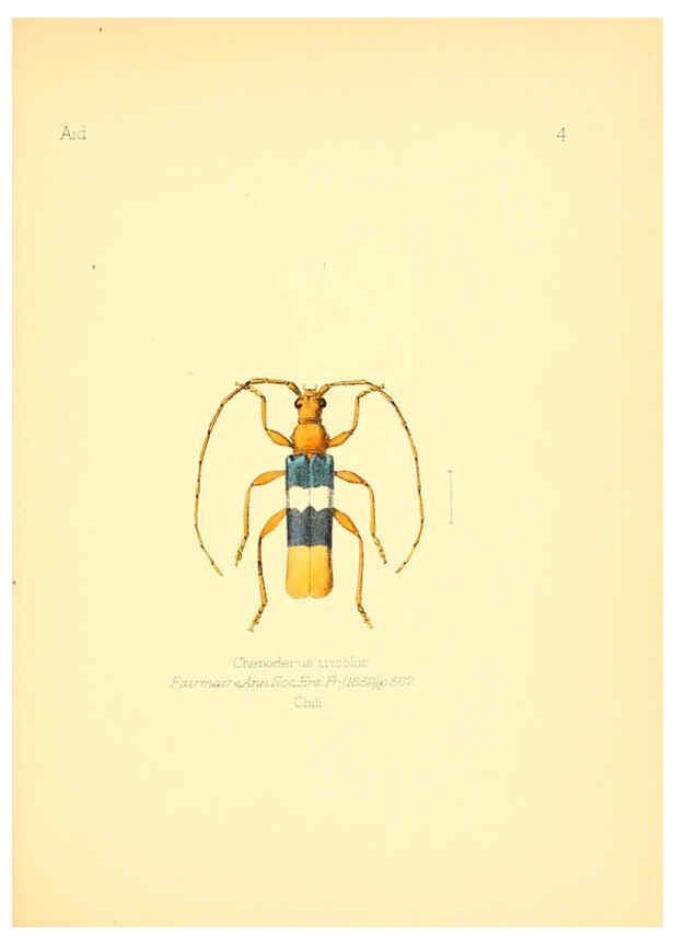 Reproducción/Reproduction 6026369072: Aid to the identification of insects. v.1. London :E.W. Janson,1880-90