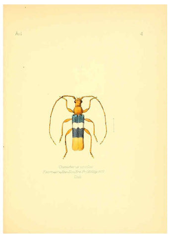 Reproducción/Reproduction 6026369072: Aid to the identification of insects. v.1. London :E.W. Janson,1880-90