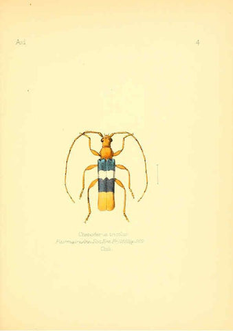 Reproducción/Reproduction 6026369072: Aid to the identification of insects. v.1. London :E.W. Janson,1880-90