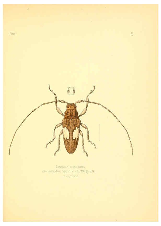 Reproducción/Reproduction 6026369470: Aid to the identification of insects. v.1. London :E.W. Janson,1880-90