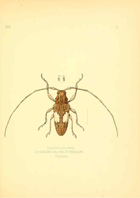 Reproducción/Reproduction 6026369470: Aid to the identification of insects. v.1. London :E.W. Janson,1880-90